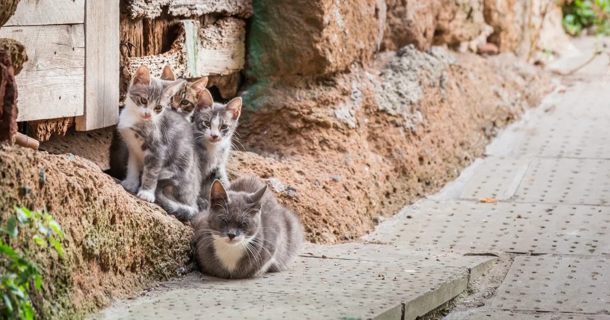 Abris chats Piolenc : un projet solidaire