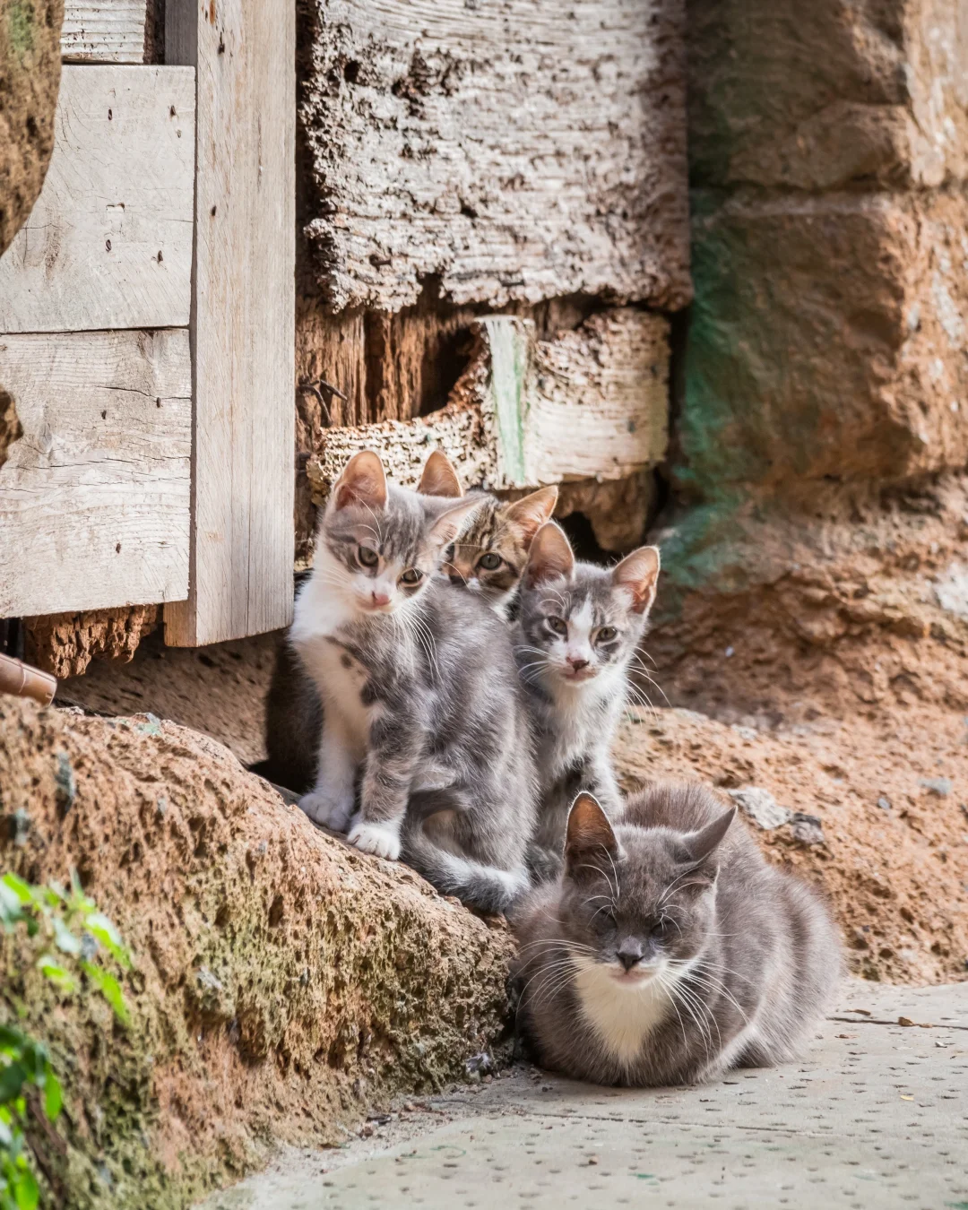 Abris chats Piolenc : un projet solidaire