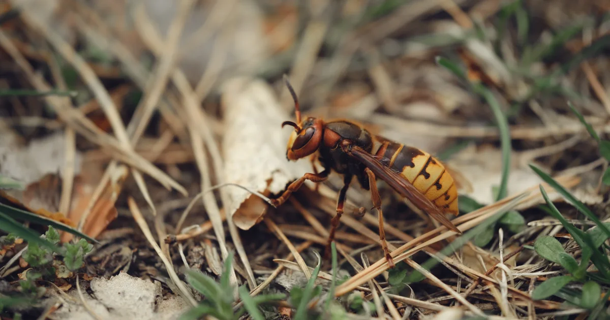 Destruction nids frelons asiatiques à Piolenc