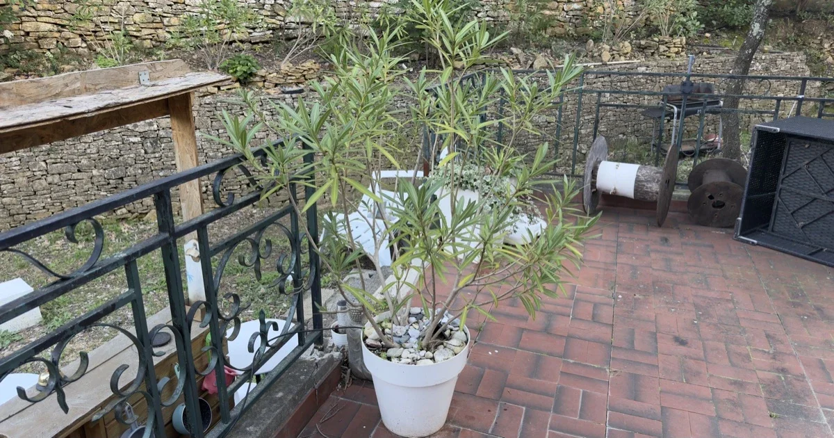 Laurier-Rose : Cultiver la Beauté Méditerranéenne